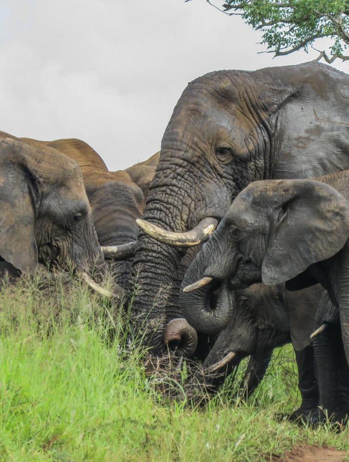 African Spirit Game Lodge Mkuze Екстер'єр фото